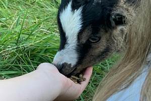 Nourrissage des chevreaux