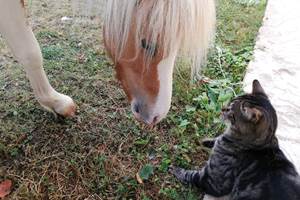 Nos compagnons