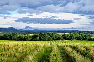 Nos Vignes