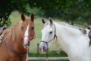 cheval