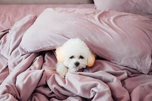 animal de compagnie