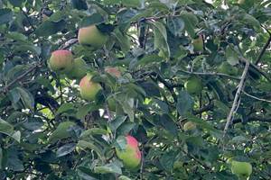 Couleurs d’automne et pommiers en fruit : le jardin du Moulin de la Planquette offre un cadre chaleureux pour un séjour familial en pleine nature dans le Pas-de-Calais.
