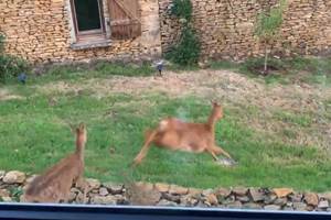 Les chevreuils devant notre fenêtre