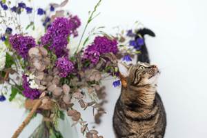 chambre-hotes-riec-sur-belon-finistere-sud-bretagne-cornouailles-bed-and-breakfast-visite-pont-aven-sentier-cotier-randonnée-jardin-centre-bourg