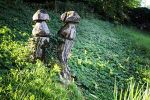 Les champignons du parc