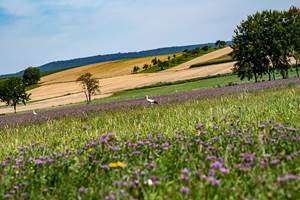 les cigognes sont de retour