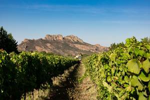 vendanges 2023 Blavet (8 sur 70)