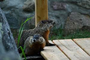 Les marmottes du Domaine