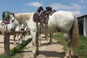 promenade à cheval à proximité