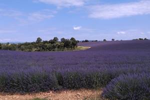 Lavandes Plateau Valensole