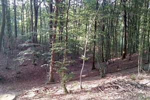 foret