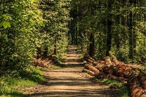 Bain de forêt au cœur de l'Ardenne