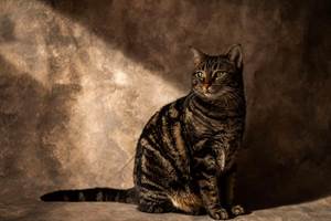 chambre-hotes-riec-sur-belon-finistere-sud-bretagne-cornouailles-bed-and-breakfast-visite-pont-aven-sentier-cotier-randonnée-jardin-centre-bourg