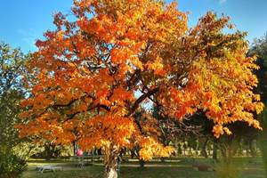 Le plaqueminier à l'automne