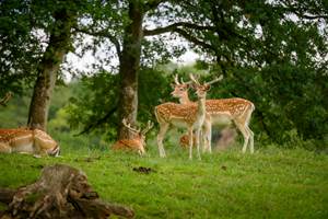 Location-en-foret-du-Parc-de-Chevreuse