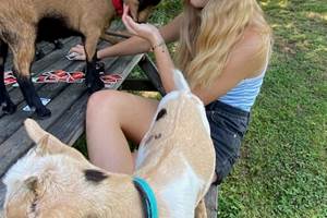 Nos chèvres pour une instant de liberté dans le jardin