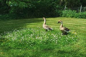 Lilo et Stich, les gardiennes du camping