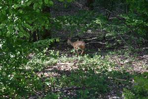 biche