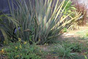 Plantes tropicales