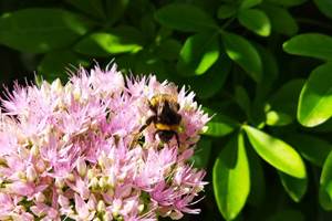 Une Butineuse du jardin