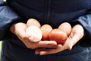 Ferme - oeufs
