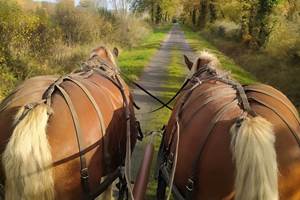 Balade en Calèche Pleine Nature