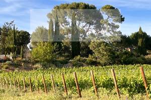 Merlot et Sauvignon Terrasse côté salle et sa végétation du sud