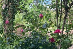 Les jolies roses parfumées