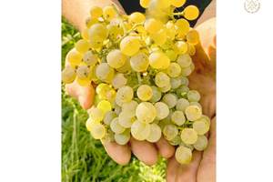 Domaine Laougué cépage blanc