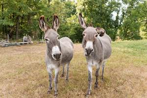 Les_sources_gite_de_charme_Objat_correze_piscine_x_Nastasia_Papiez-395