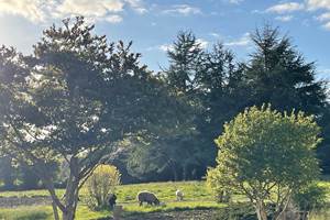 Moutons le soir