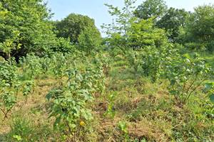 Cassis -plantation-Bretagne-Masserac-Koantiz