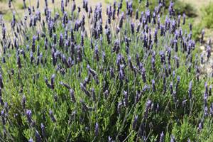 315Imouzzer idaoutanane