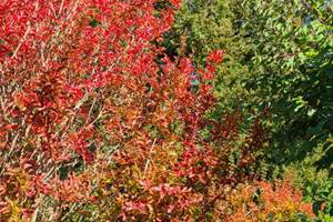 Automne