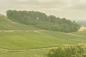 Domaine Laougué - le vignoble tryptique 2