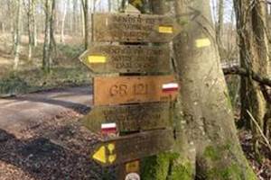 Chemins paisibles et ombragés en forêt d’Hesdin, parfaits pour les randonnées en famille lors d’un séjour dans notre gîte rural des Hauts-de-France.