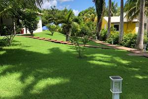 A-l-ombre-des-palmiers-royaux-jardin-l'or-des-caraibes