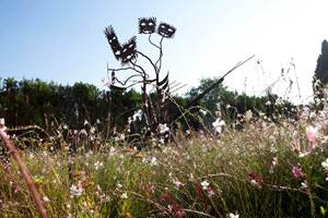 jardin artistique floraison