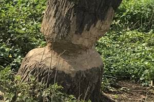 Arbre rongé par les castors 3