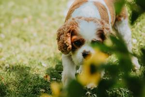 la mascotte