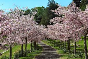 cherry-blossom-1166835_960_720