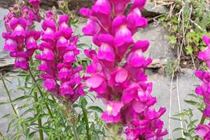 Muflier du Cirque de Navacelles