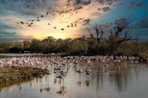 flamingo-6731284_1920