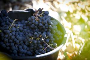 Vignoble