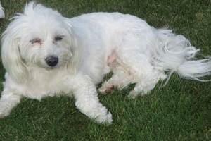Chien