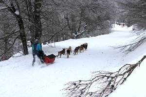 Sortie en chien de traineau