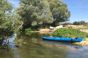 Pause avec les vaches