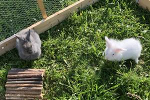 parc lapin