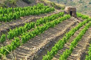 Le vignoble de Banyuls, Cerbère, Collioure