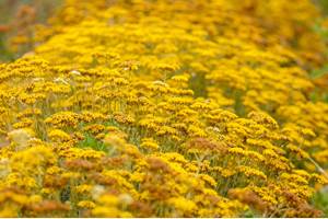 hitton-séjours-nature-immortelle-hélichryse